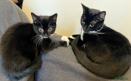 Japanese Bobtail cats for sale: Japanese Bobtail baby girl kitten! - Image 7