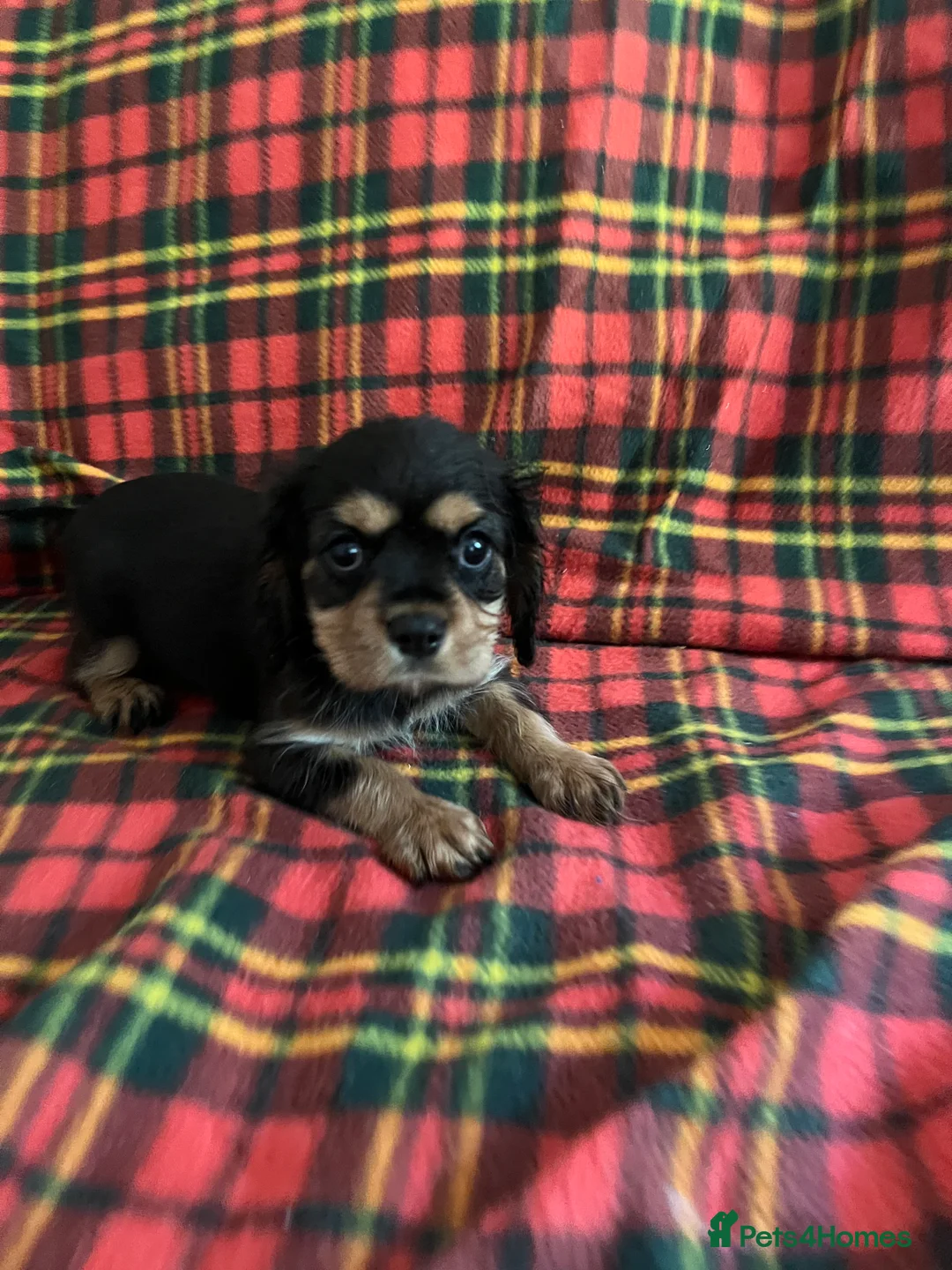 Cavalier King Charles Spaniel dogs for sale: Beautiful Cavalier King Charles Spaniel Puppies in Newark - Advert 2