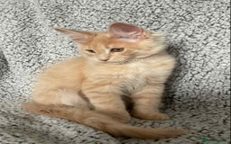 Maine Coon cats for sale: GCCF Black Smoke Maine Coon Kitten.  - Image 11