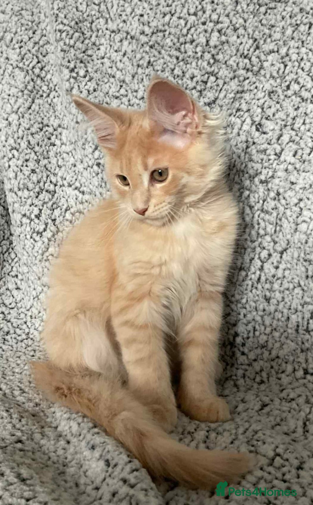 Maine Coon cats for sale: GCCF Black Smoke Maine Coon Kitten.  - Image 11
