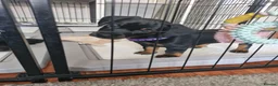 Dachshund dogs for sale: READY TO LEAVE 1 Dachsund Puppy (1 Girl) - Advert 8