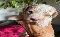 Maltipoo dogs for sale: Beautiful Maltipoo pups  - Image 3