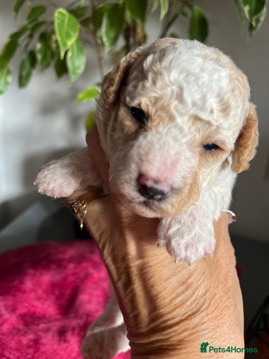 Maltipoo dogs for sale: Beautiful Maltipoo pups  - Image 3