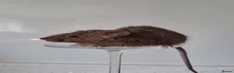 Mouse rodents for sale: Bonded female fancy mice - Advert 2