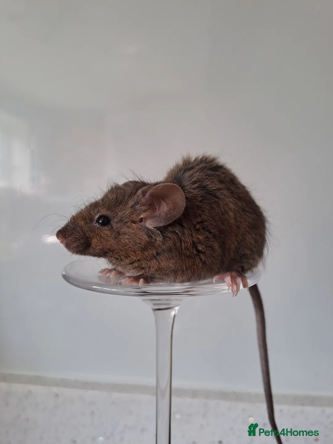 Mouse rodents for sale: Bonded female fancy mice - Advert 2