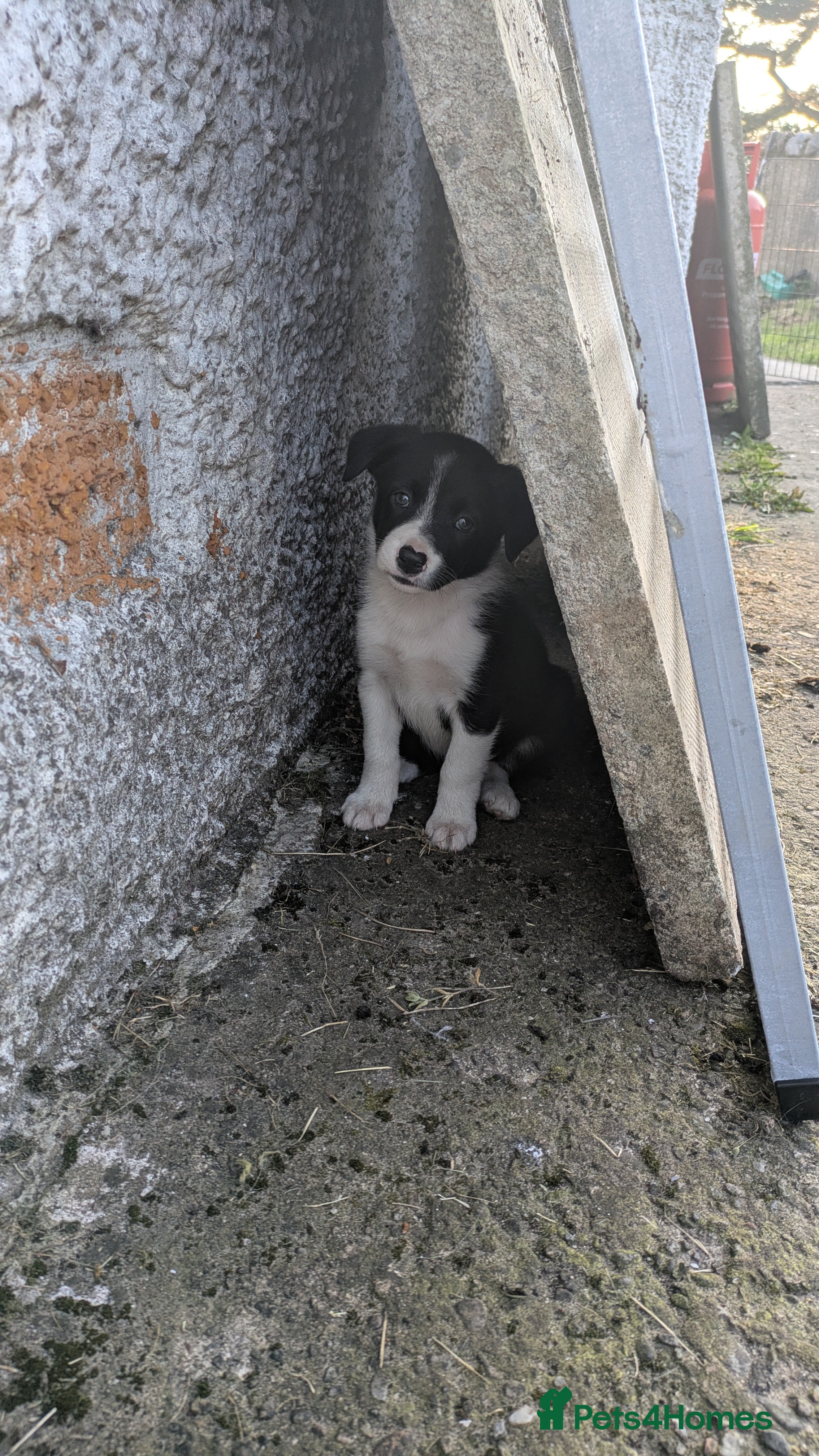 Border Collie dogs Collie pups from working strain - Advert 2