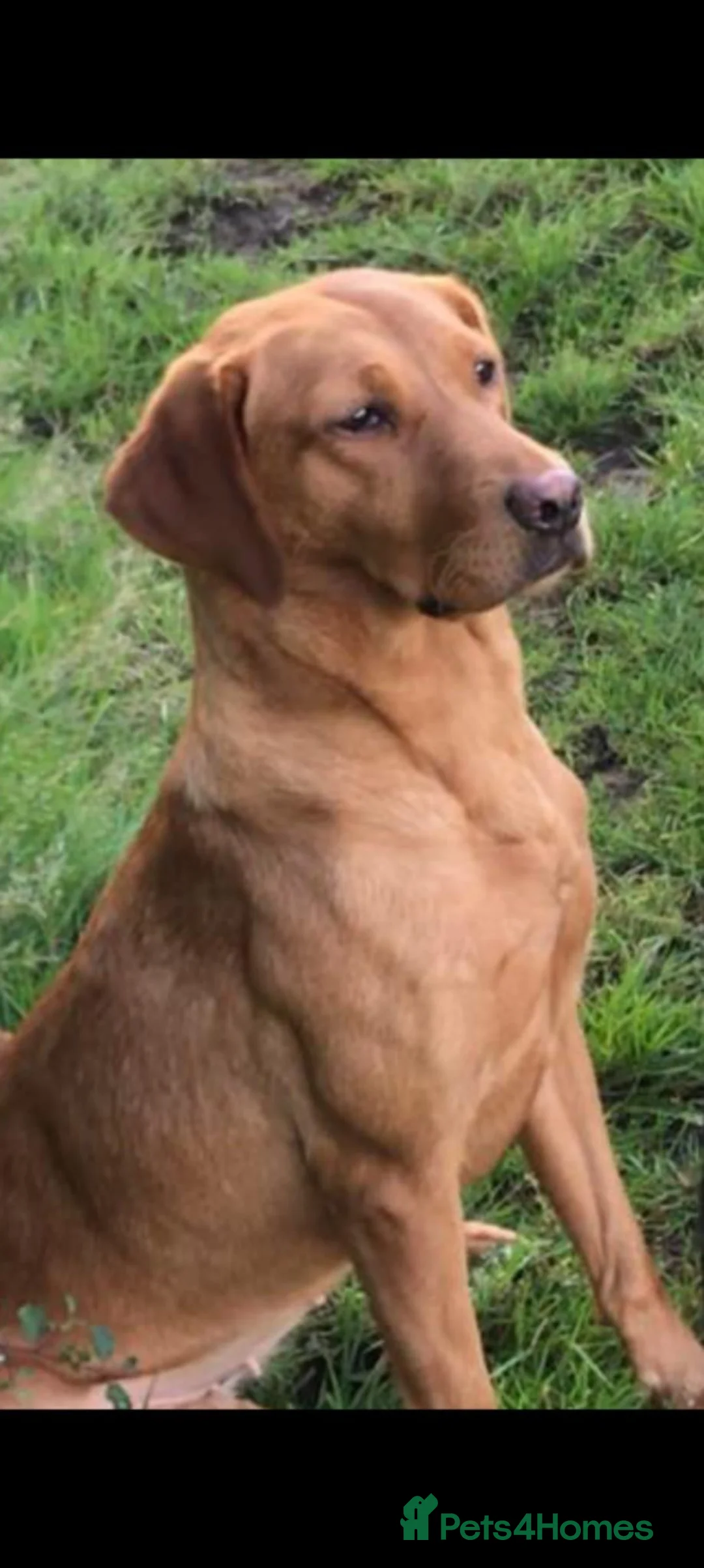Labrador Retriever dogs for sale: Labrador pups  - Advert 2