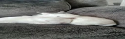 Mixed Breed rabbits for sale: White Albino Mini lops 2 girls and 1 boy left - Advert 8