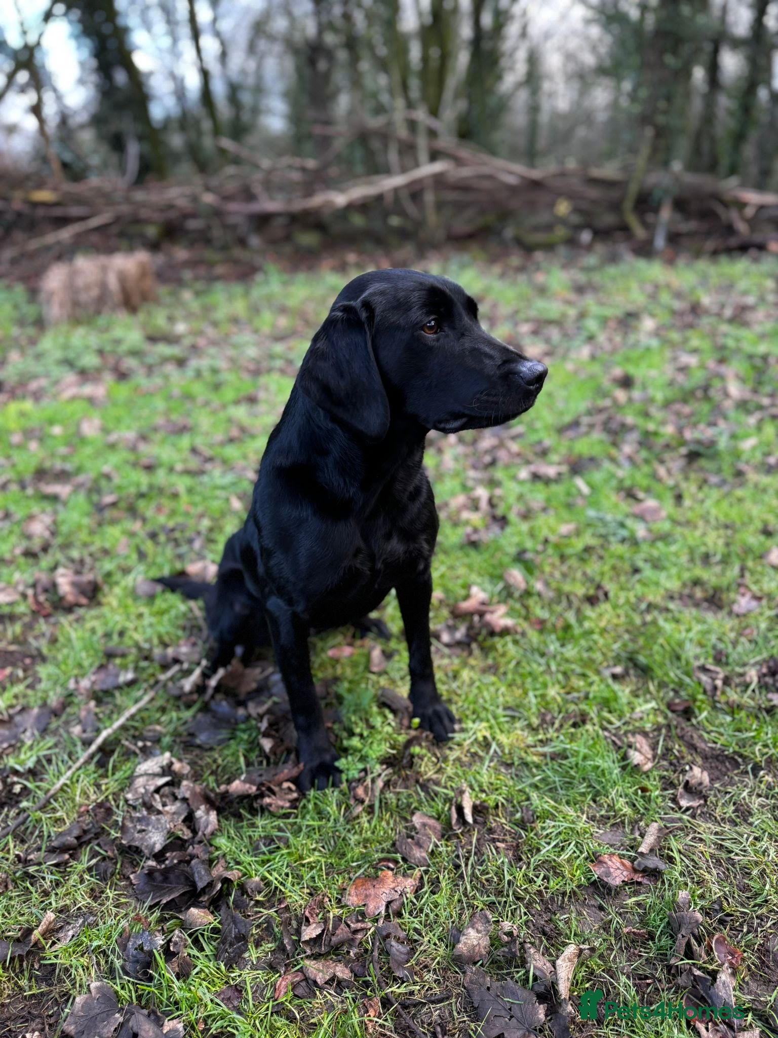 Labrador Retriever dogs Champion line labradors - Advert 1
