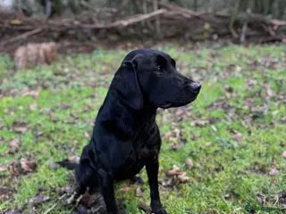 Labrador Retriever dogs Champion line labradors - Advert 4