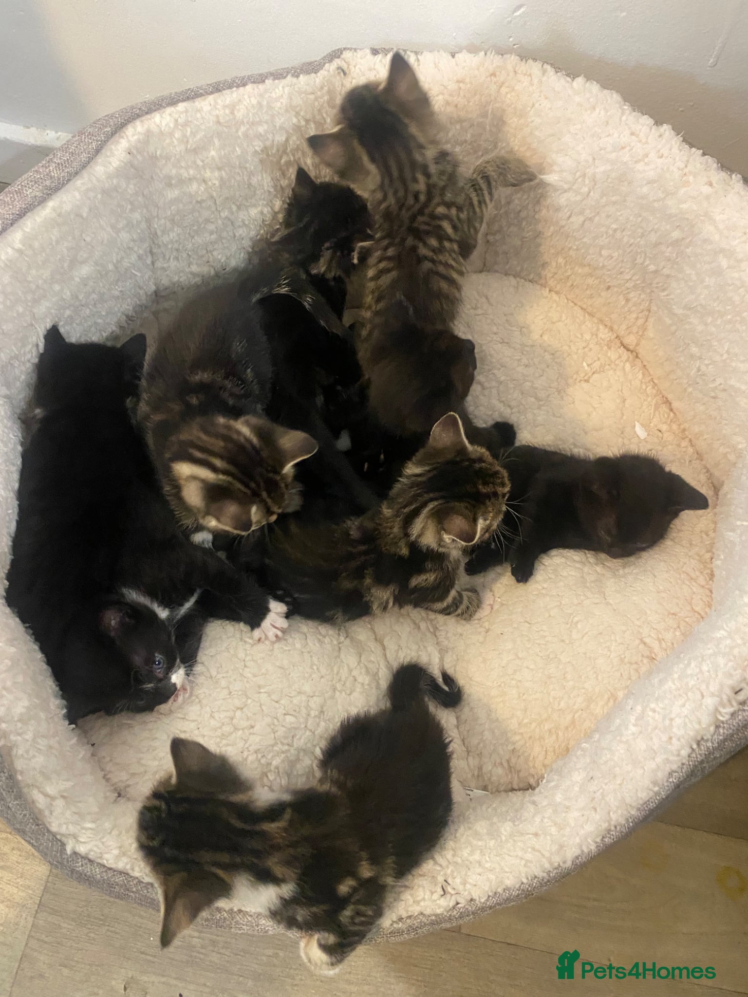 Mixed Breed cats for sale: Kittens for sale  in Birmingham - Advert 7