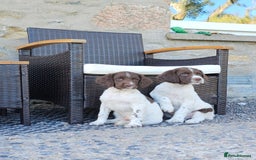 English Springer Spaniel dogs for sale: 3 beautiful boys - Image 9