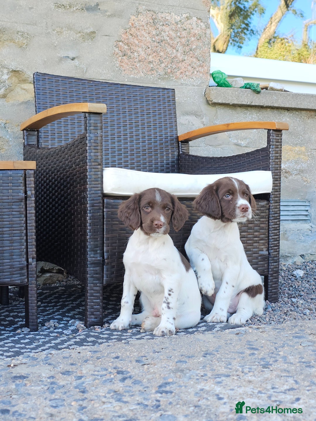 English Springer Spaniel dogs for sale: 3 beautiful boys - Image 9