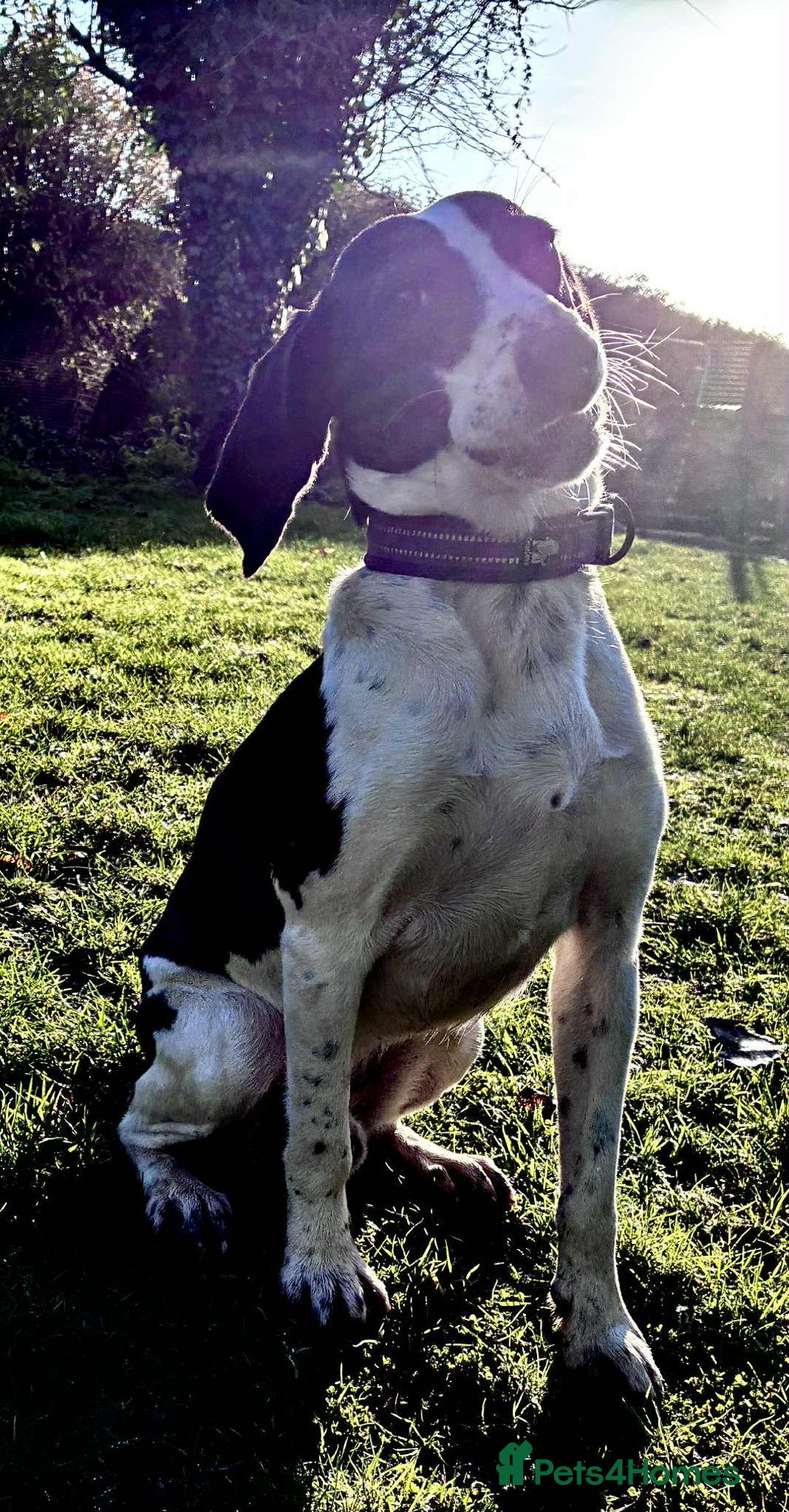 Mixed Breed dogs for adoption: 💔 PARIS is STILL WAITING FOR HOME 💔 - Advert 4