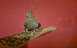 Cockatiels birds for sale: Hand tame young cockatiels  - Image 3
