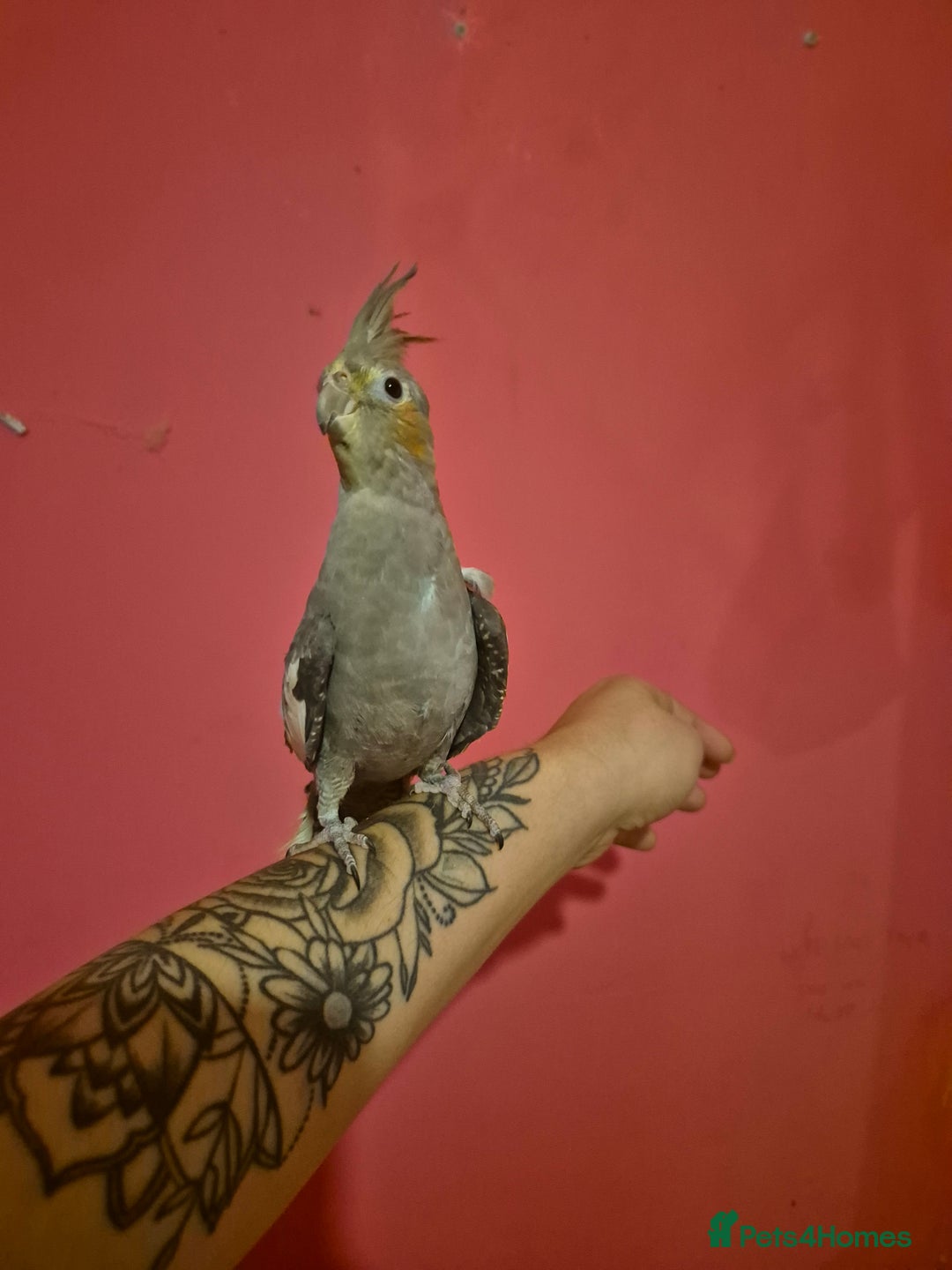 Cockatiels birds for sale: Hand tame young cockatiels  - Image 3