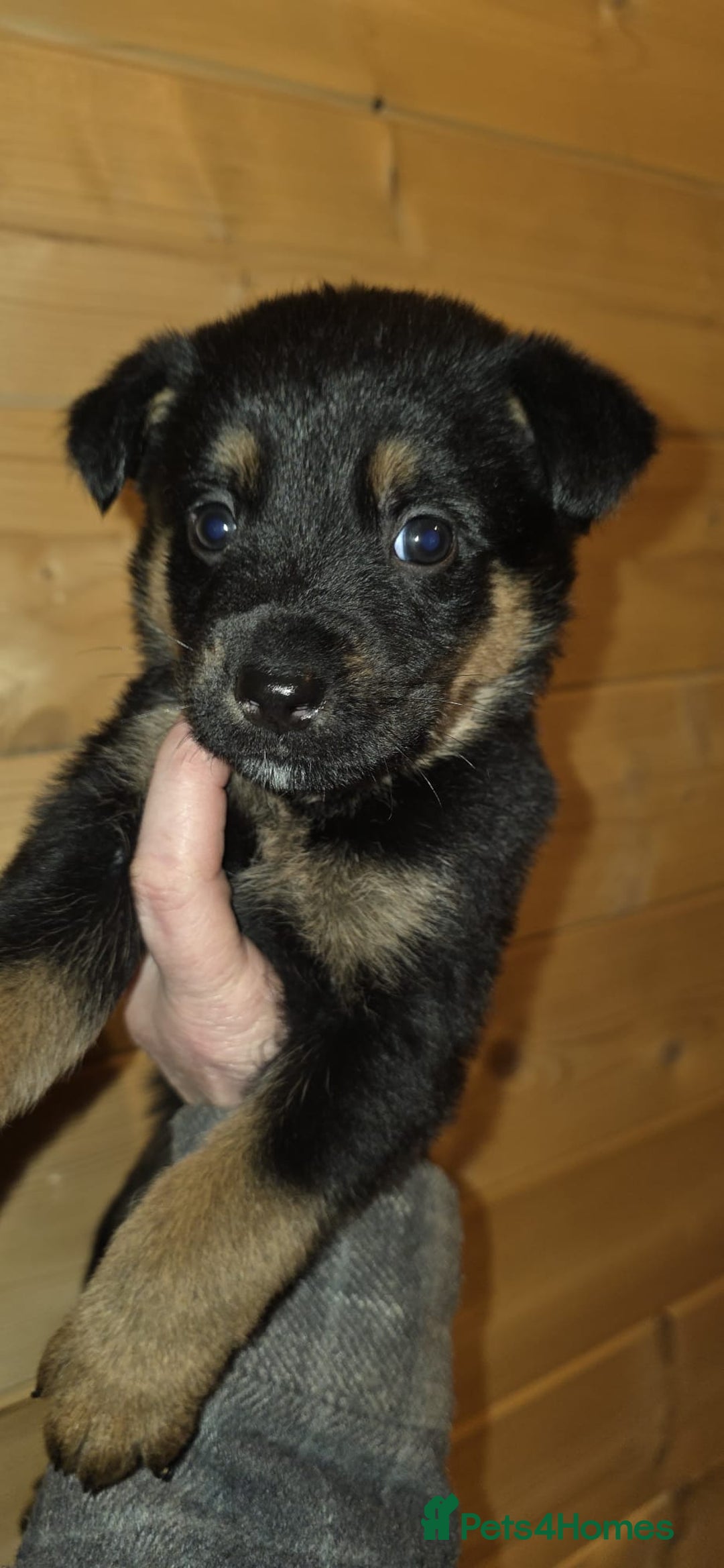Mixed Breed dogs for sale: Rotti x German shepherd puppies - Advert 10