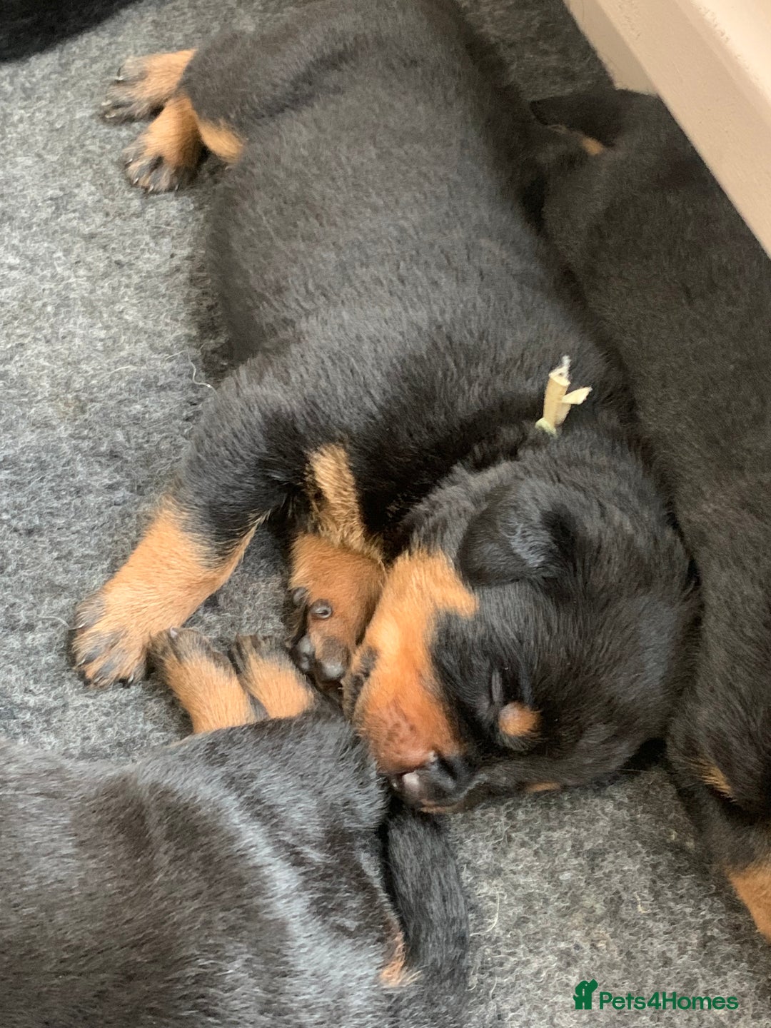 Rottweiler dogs for sale: AMAZING PEDIGREE REGISTERED ROTTWEILER PUPPIES - Image 9
