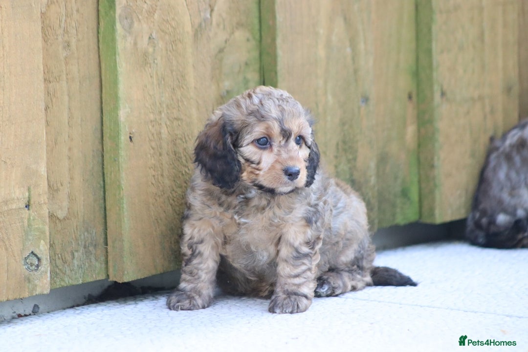 Cockapoo dogs for sale: Cockapoo puppies for sale!  - Advert 21