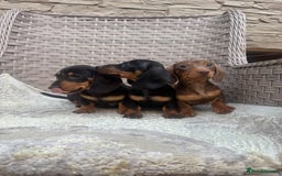 Miniature Dachshund dogs for sale: Miniature dachshunds (council licensed breeder) - Image 17