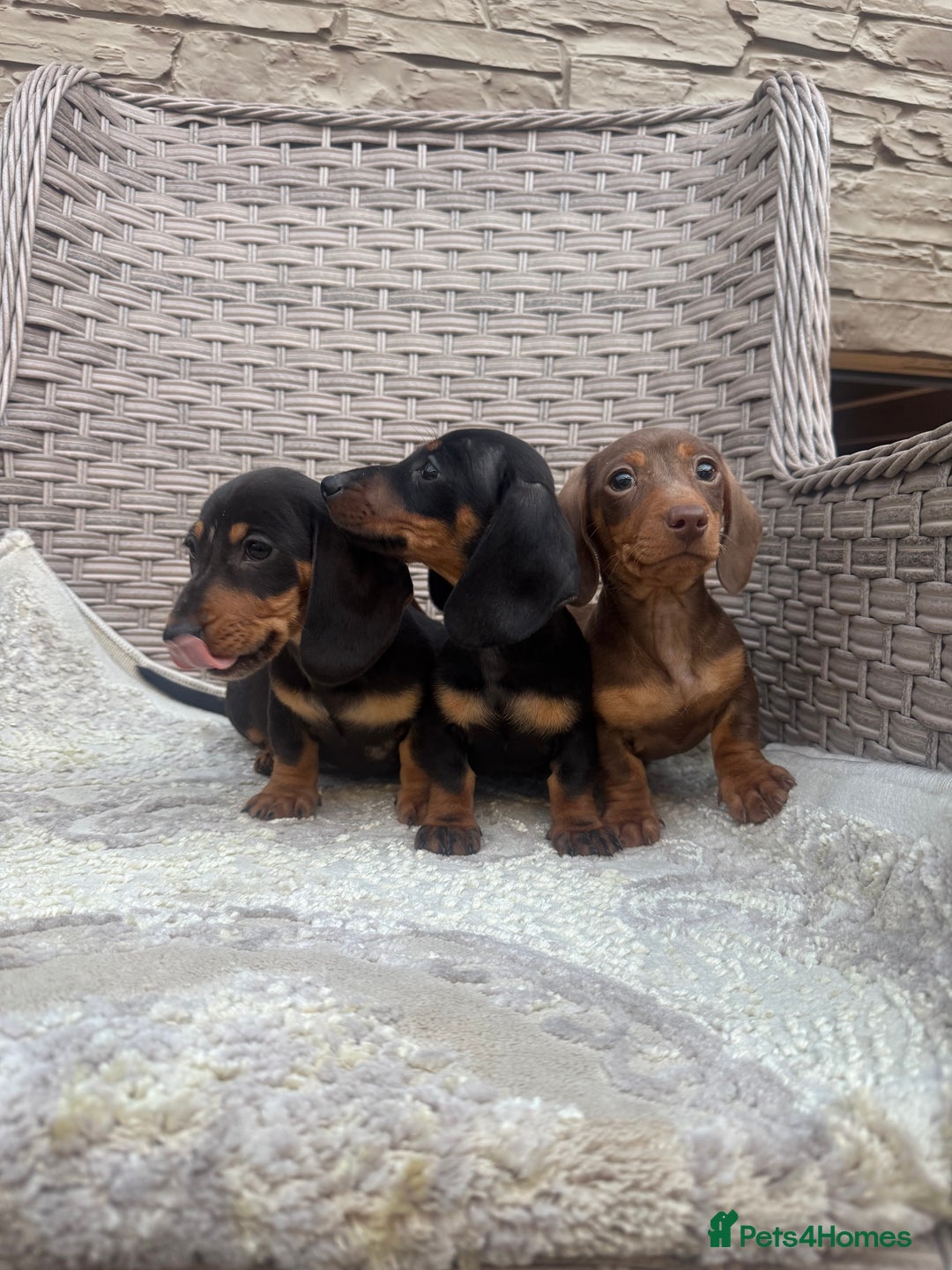 Miniature Dachshund dogs for sale: Miniature dachshunds (council licensed breeder) - Image 17