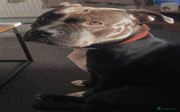 Mixed Breed dogs for sale: Luna- 2 year old pocket bully  in Annan - Image 3
