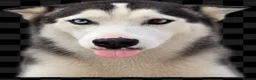 Siberian Husky dogs for sale: Female Siberian Husky - Advert 2