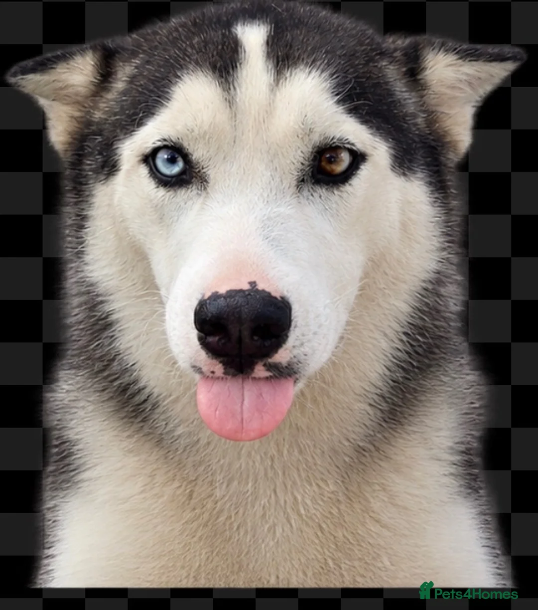 Siberian Husky dogs for sale: Female Siberian Husky - Advert 2