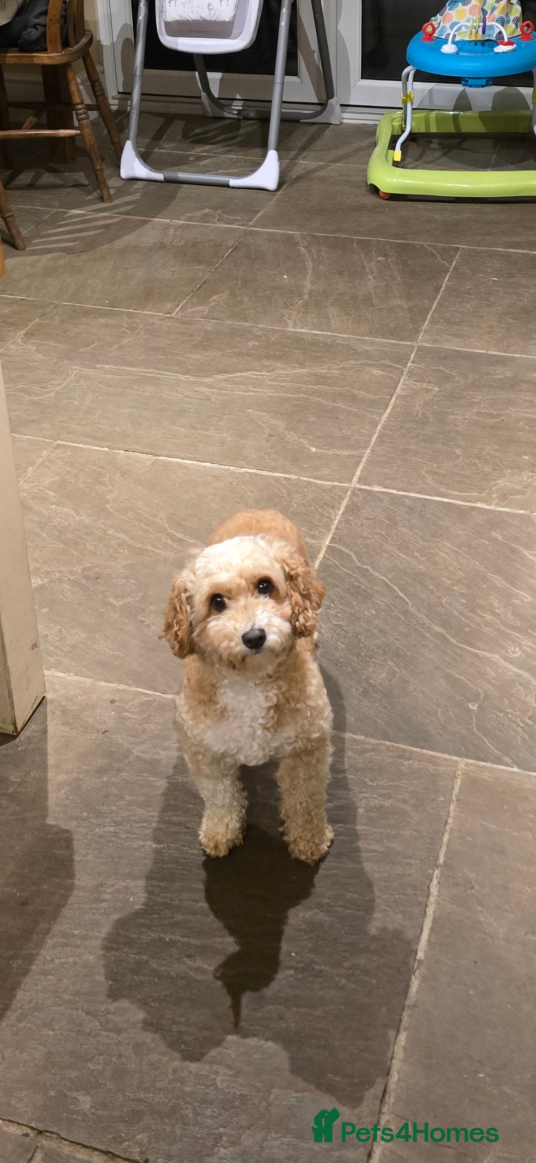 Cavapoo dogs for sale: Cavapoo female - Image 6