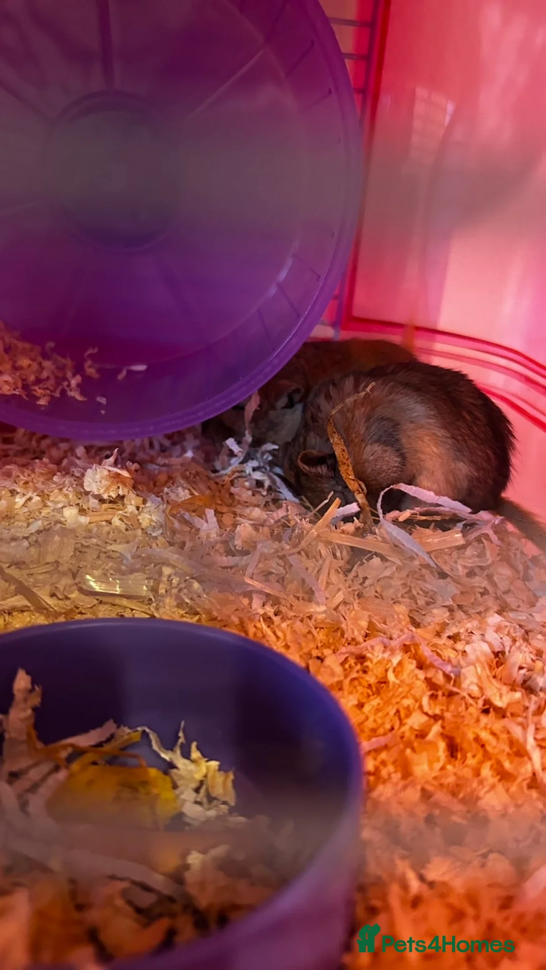 Gerbil rodents for sale: Two Female Gerbils for sale in Bristol - Advert 2