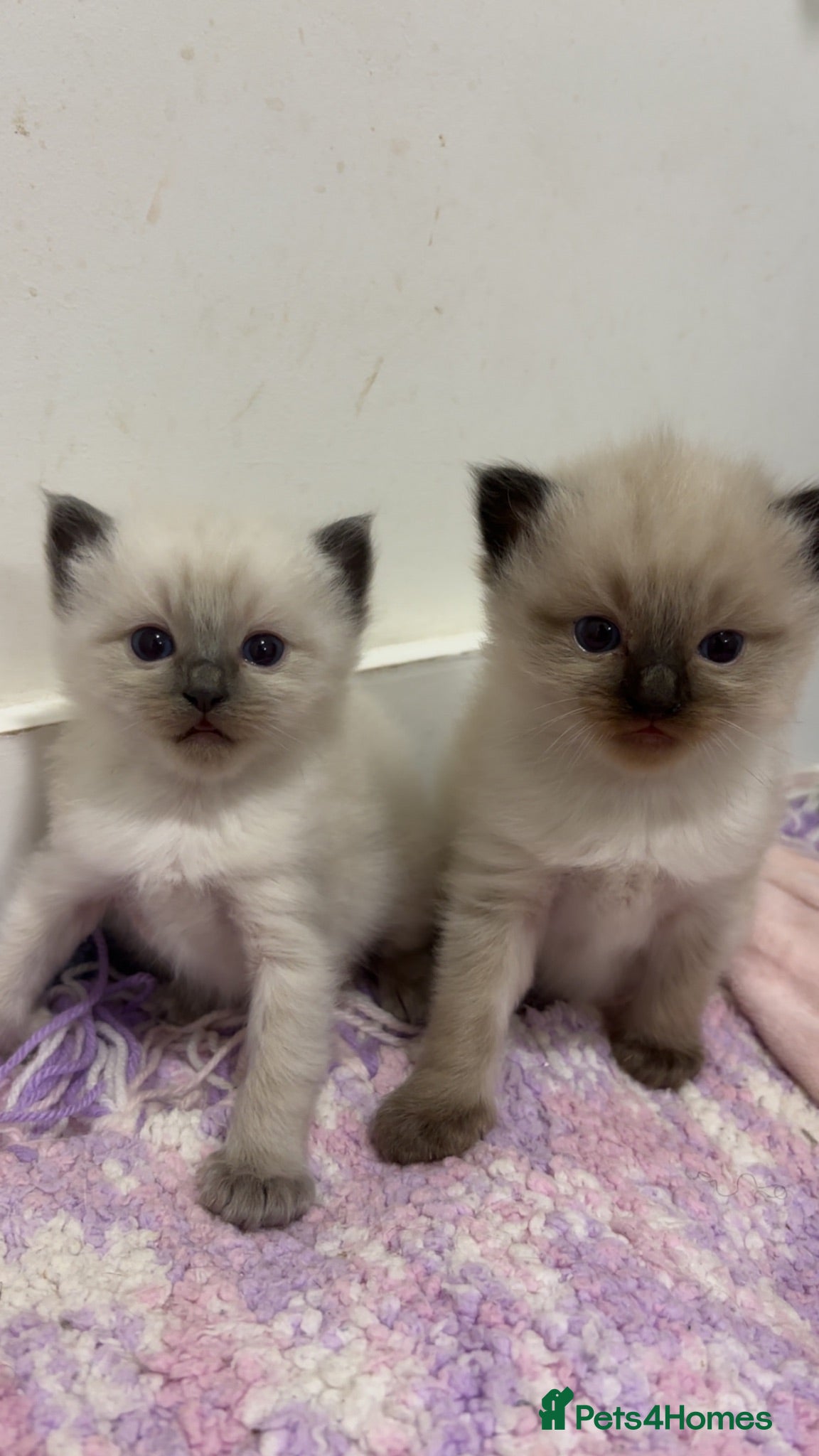 Ragdoll cats Beautiful Fluffy Ragdoll Kittens - Advert 1