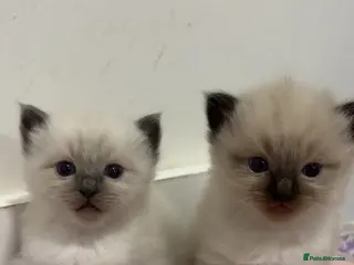 Ragdoll cats Beautiful GCCF Fluffy Ragdoll Kittens - Advert 18
