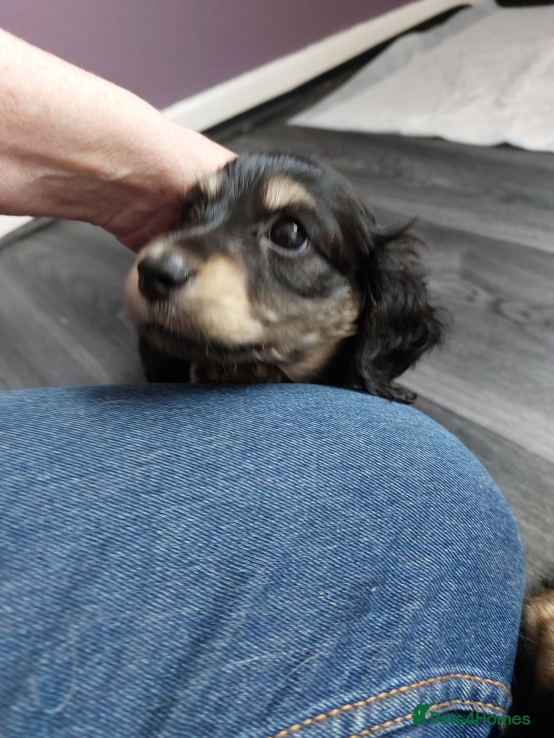 Miniature Dachshund dogs for sale: READY NOW BLACK & CREAM KC REG MINI L HAIRED DAXIS - Image 30