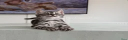 Bengal cats for sale: TICA Pedigree Bengals in Lynx and Silver Charcoal - Advert 4
