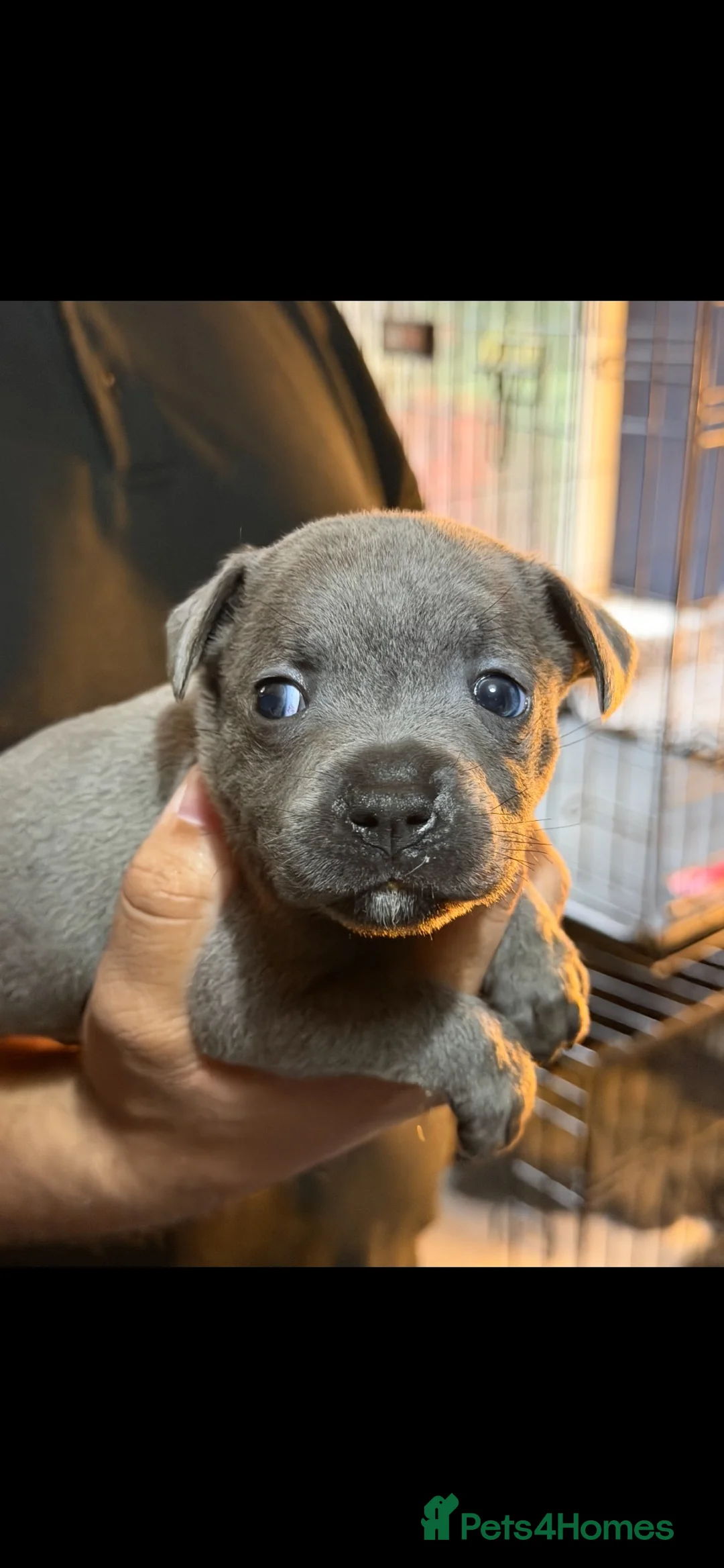 Staffordshire Bull Terrier dogs for sale: Blue staffs last boy reduced 5 star homes only - Advert 1