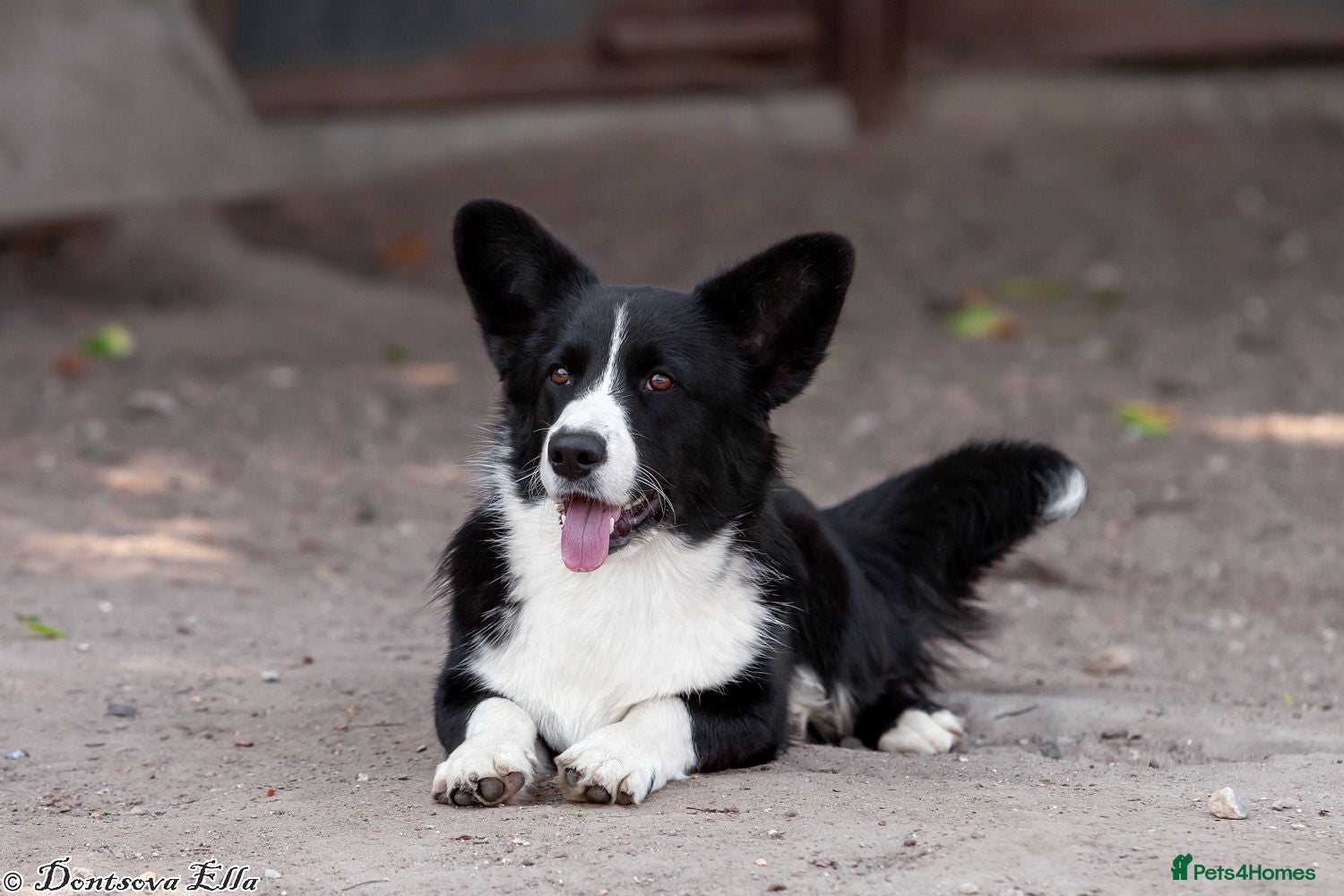 Welsh Corgi Pembroke dogs ROGER – Welsh Corgi Pembroke (Male) - Advert 8