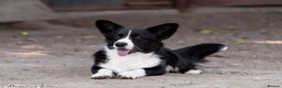 Welsh Corgi Pembroke dogs for adoption: ROGER – Welsh Corgi Pembroke (Male) - Advert 1