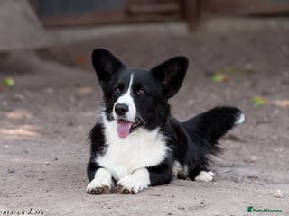 Welsh Corgi Pembroke dogs ROGER – Welsh Corgi Pembroke (Male) - Advert 8