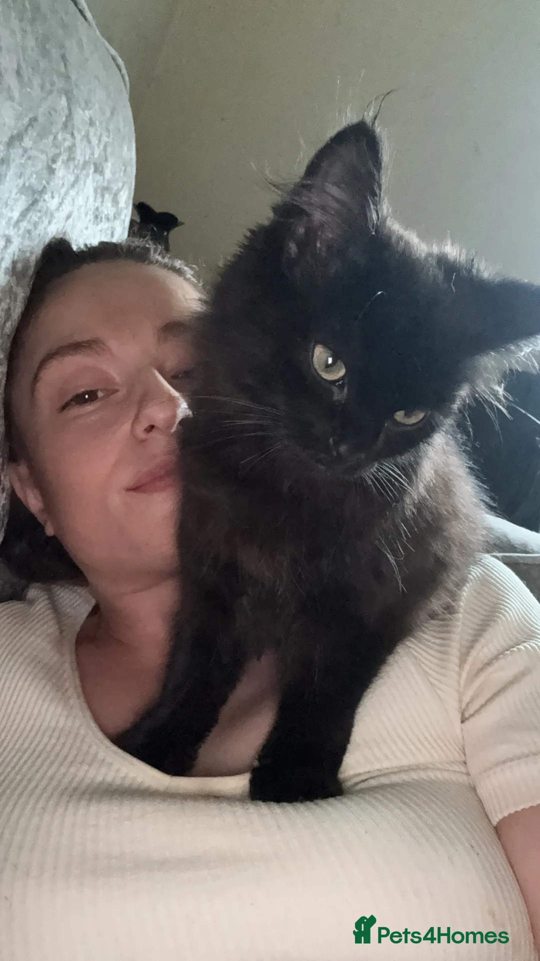 Mixed Breed cats for sale: 5-Month-Old Black Kitten Smokey Ashy Grey tones in Preston - Advert 2