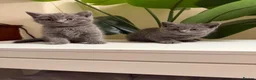 British Shorthair cats for sale: Beautiful British short hair kittens  - Advert 15