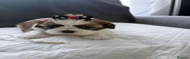 Shih Tzu 6