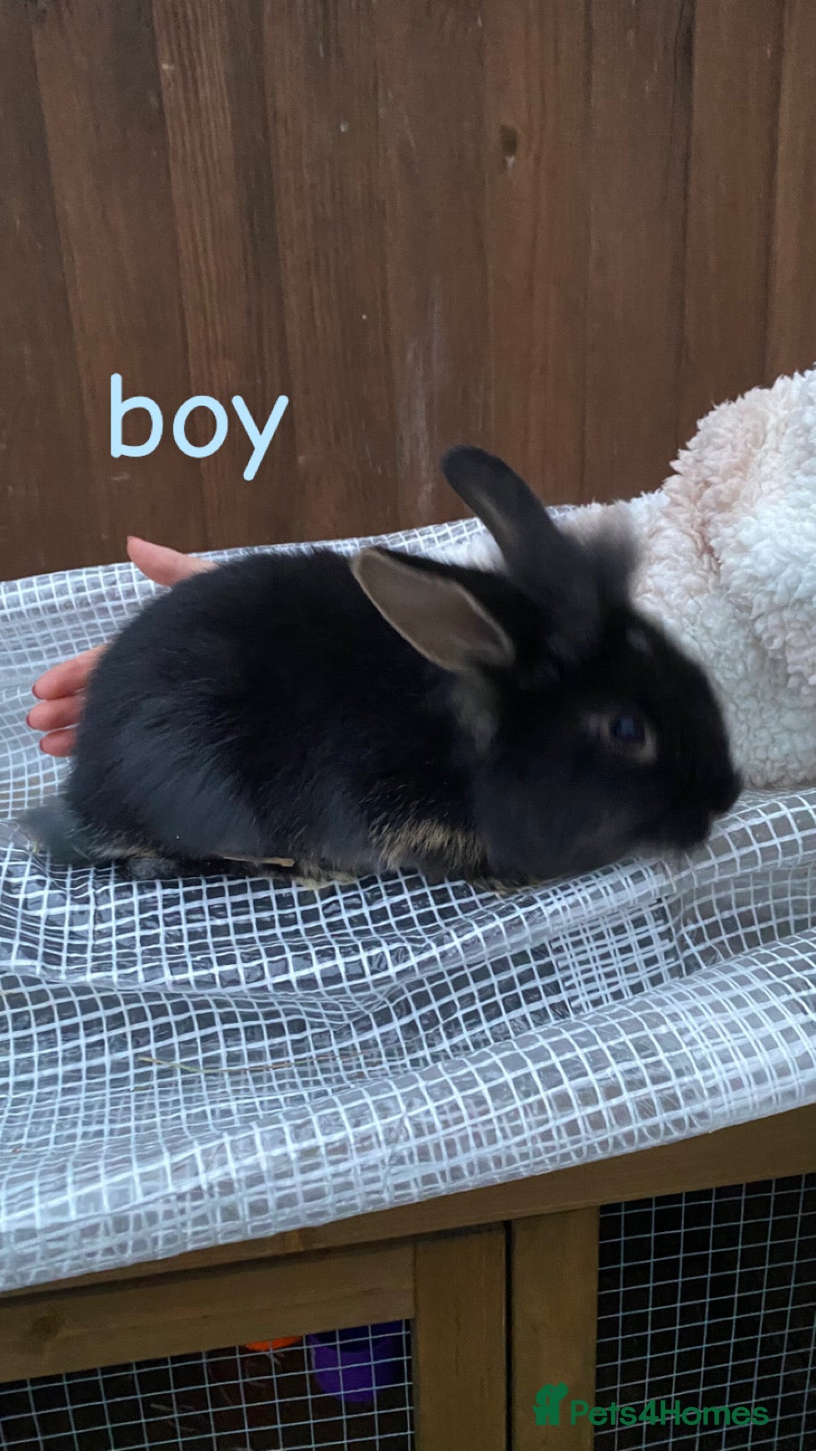 Mixed Breed rabbits 1 boy bunny for sale  - Advert 10