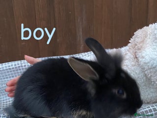 Mixed Breed rabbits 1 boy bunny for sale - Advert 10