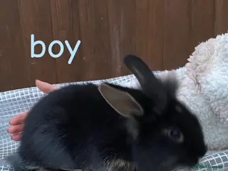 Mixed Breed rabbits 1 boy bunny for sale - Advert 7