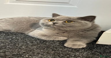 British Shorthair cats - Advert 4