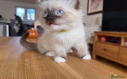 Ragdoll cats for sale: Ragdoll Kittens for Sale - Image 11