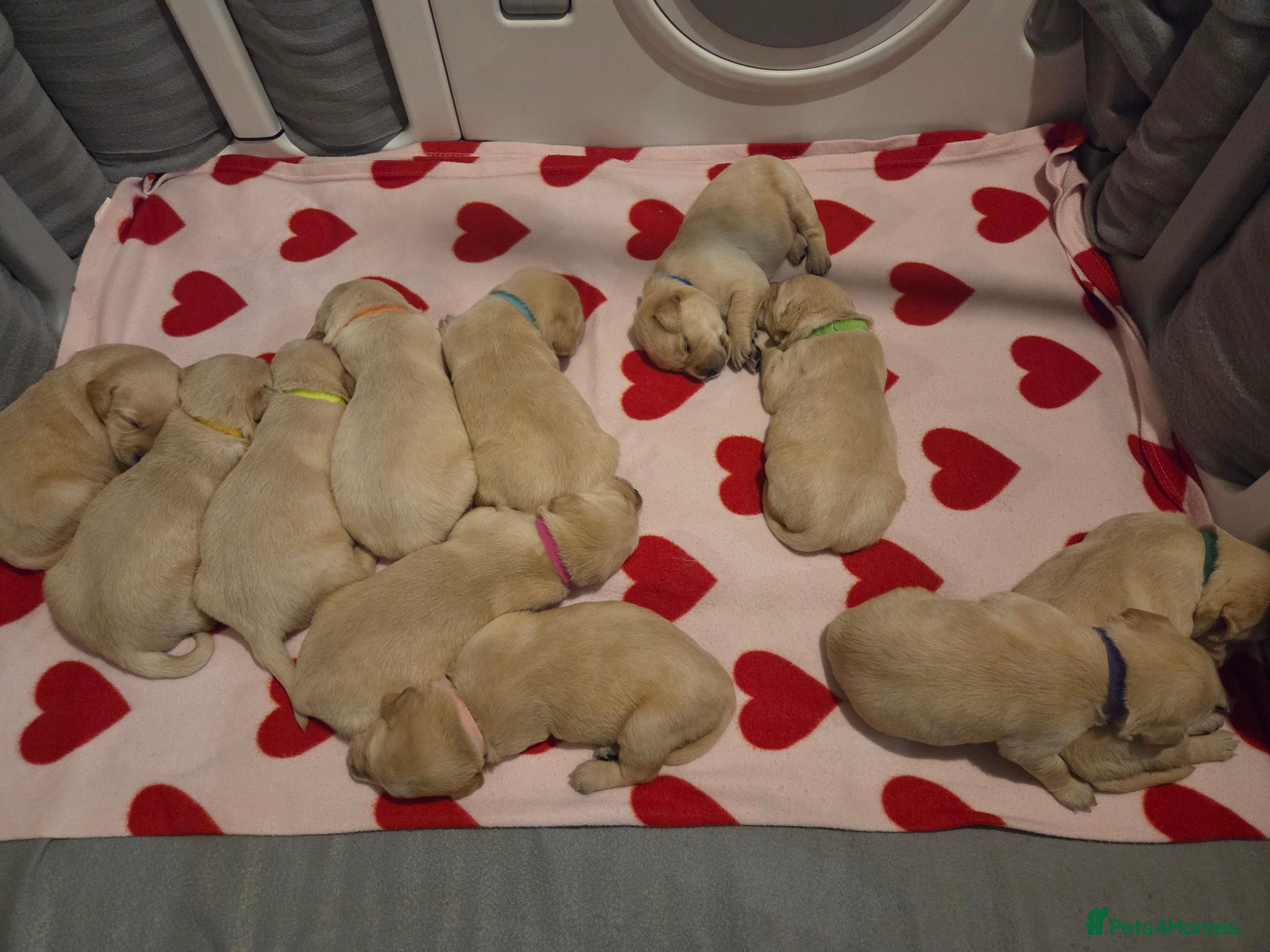 Goldador dogs Goldador Puppies – Show & Working Lines - Advert 9