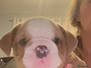 English Bulldog dogs Take me home today ❤️ 1 lady left ❤️ - Advert 19