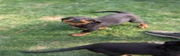 Rottweiler dogs for sale: One Rottweiler puppy available (female) - Advert 6