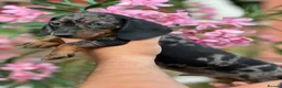 Miniature Dachshund dogs for sale: Miniature dachshund puppies  - Advert 5